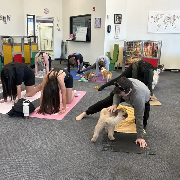 Puppy yoga fun at K9 Rox Club